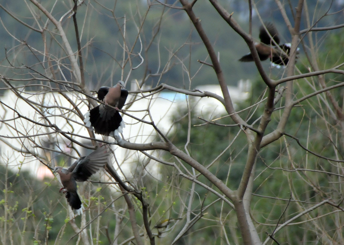 福建农林大学动物科学专业怎么样？优势与劣势分析