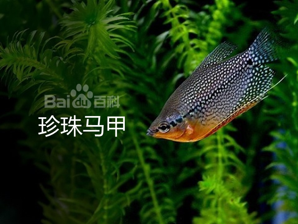 珍珠马甲:银褐色的身体,乃至鳍边均布满了珍珠状的斑点