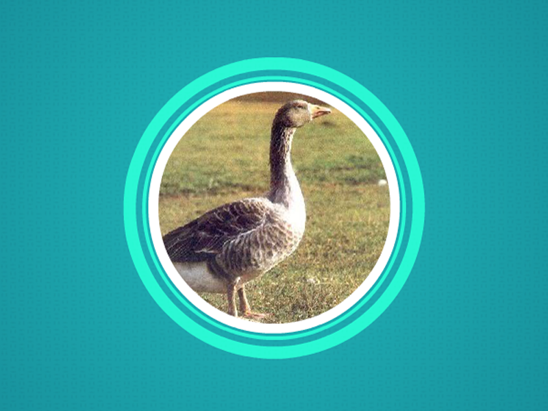 原来伊犁鹅长这样