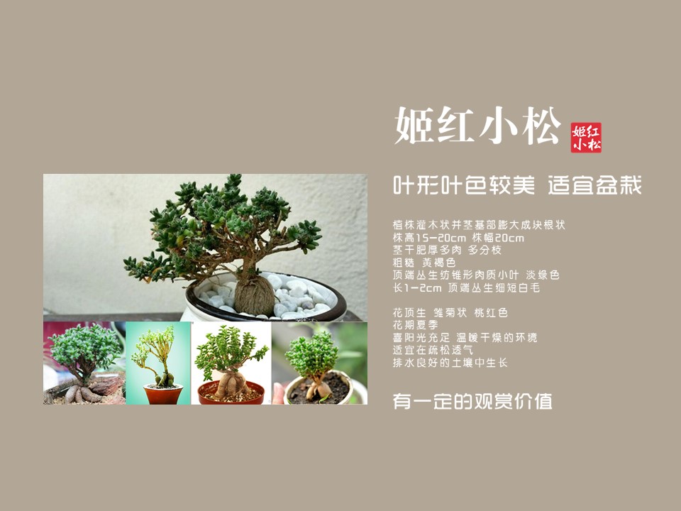 姬红小松是番杏科仙宝属植物