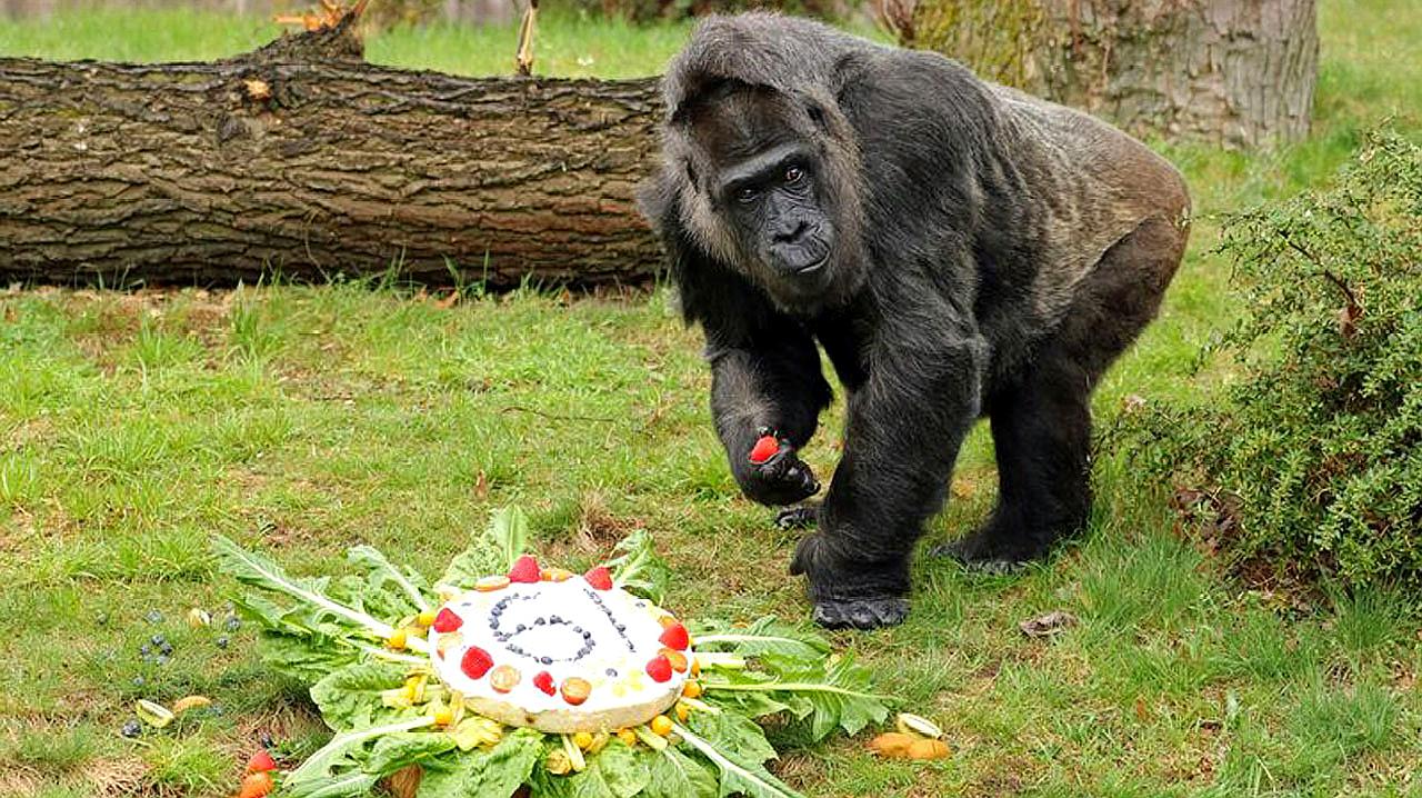 [图]世界上最长寿的大猩猩,已有61岁高龄,但是依旧能吃能睡!