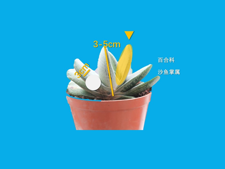 卧牛:阿福花科鲨鱼掌属的多肉植物