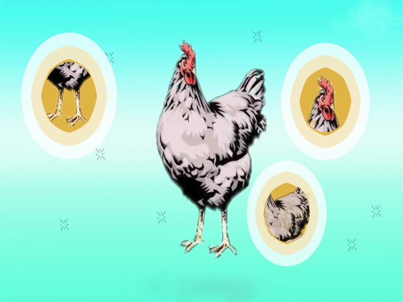 原来江汉鸡长这样