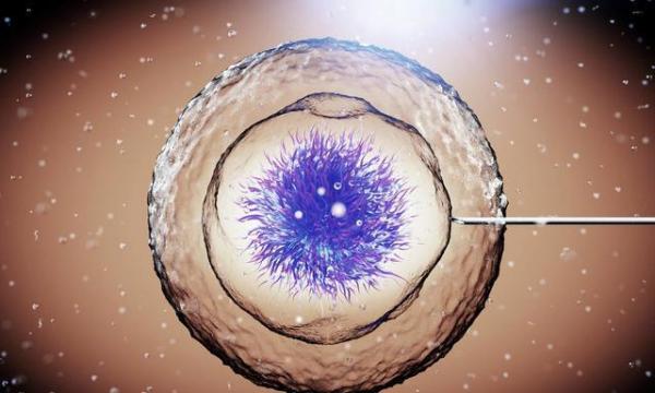 胚胎移植生化后该怎么调理?多吃吃这5类食物