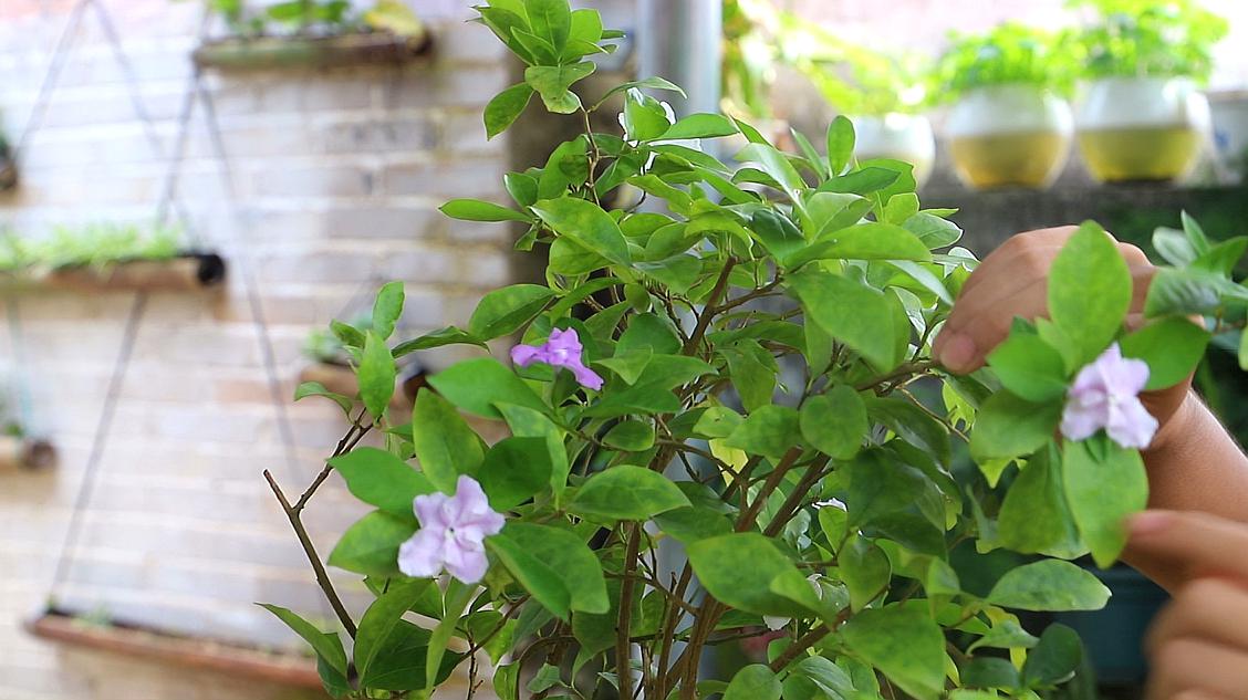 [图]双色茉莉一年四季开花的秘密,夏天这样去养,同样开出美丽的花朵