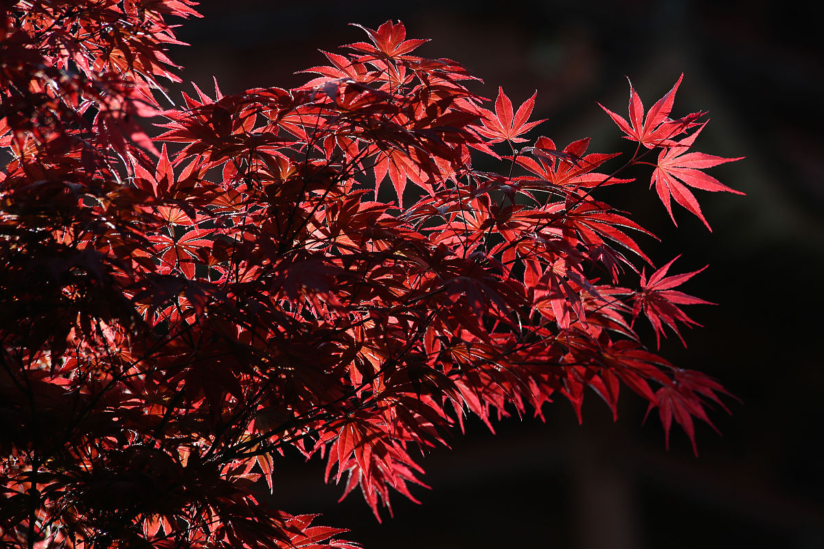 毕节医学高等专科学校2019年招生简章