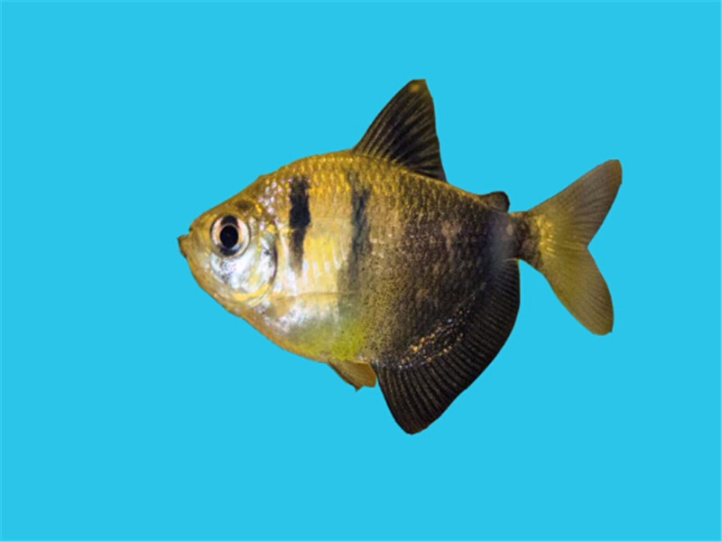 黑裙鱼:臀鳍宽大,脂鳍较小,胸鳍、腹鳍、尾鳍均为白色