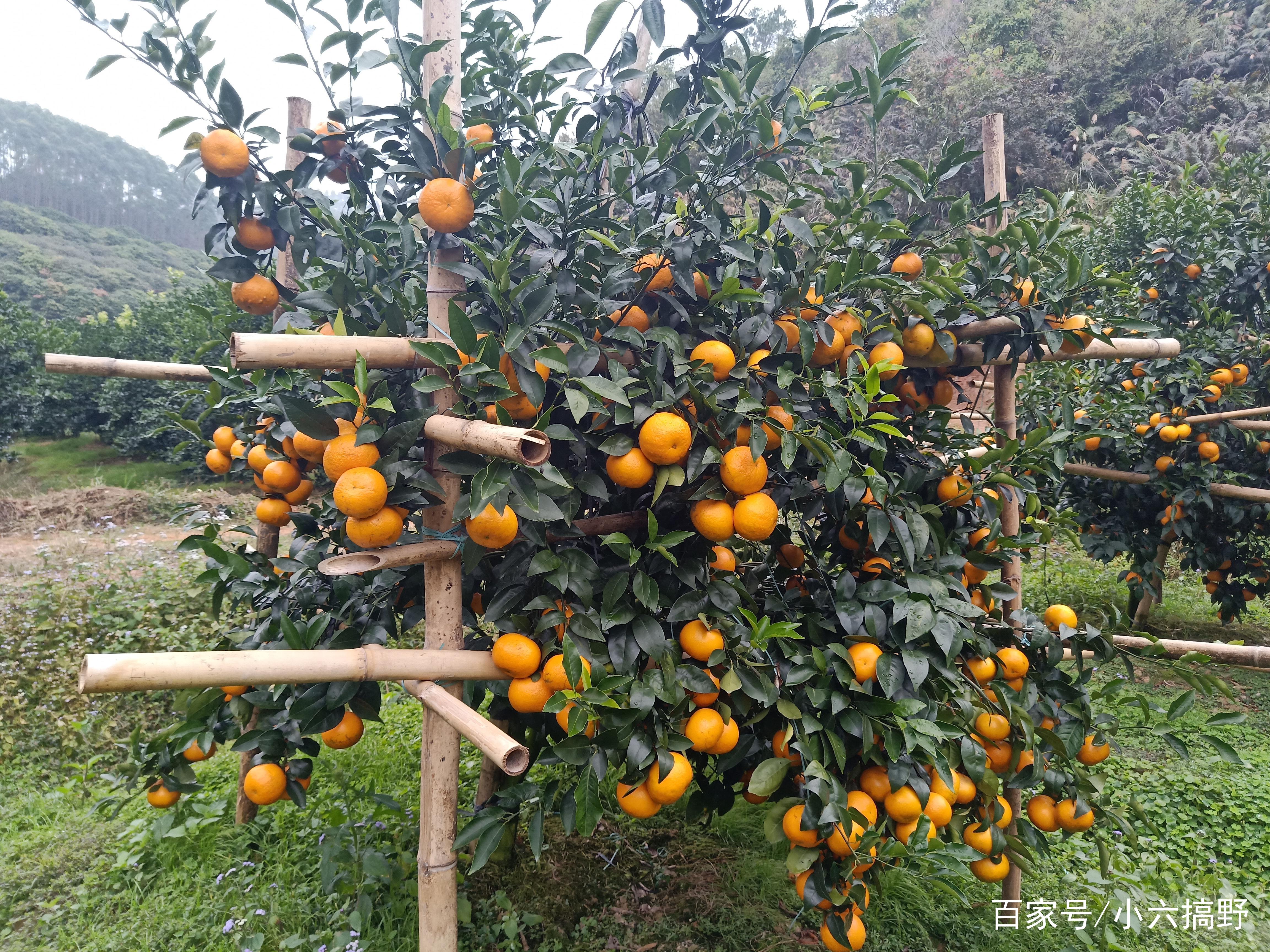柑橘中的一匹黑马--沃柑，已成为家里的水果新宠