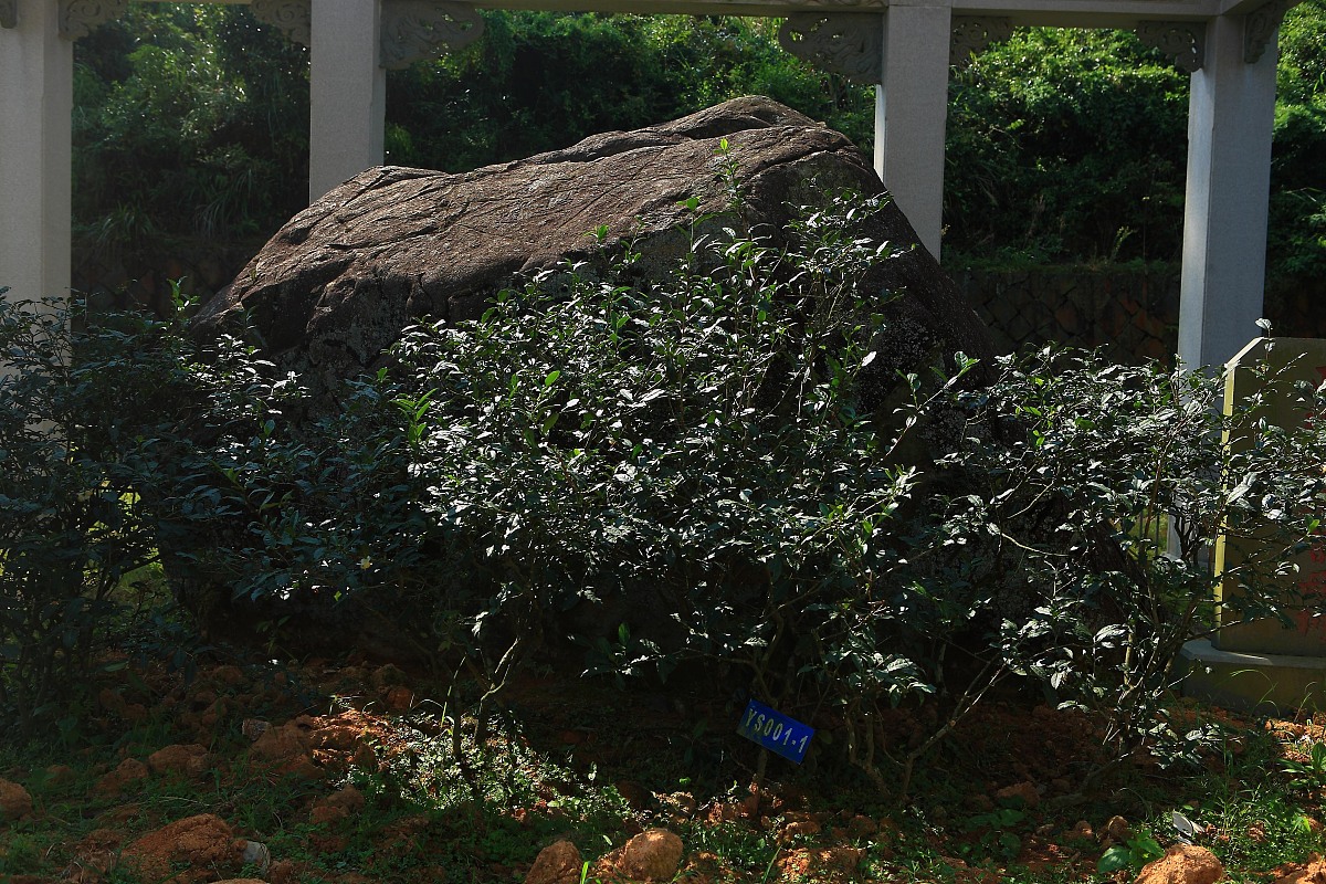 ***_***2013年10月12日,上海,福建传统乌龙茶制作方法