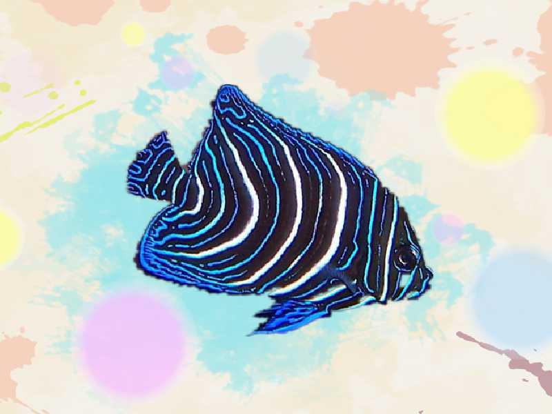 原来蓝纹神仙长这样