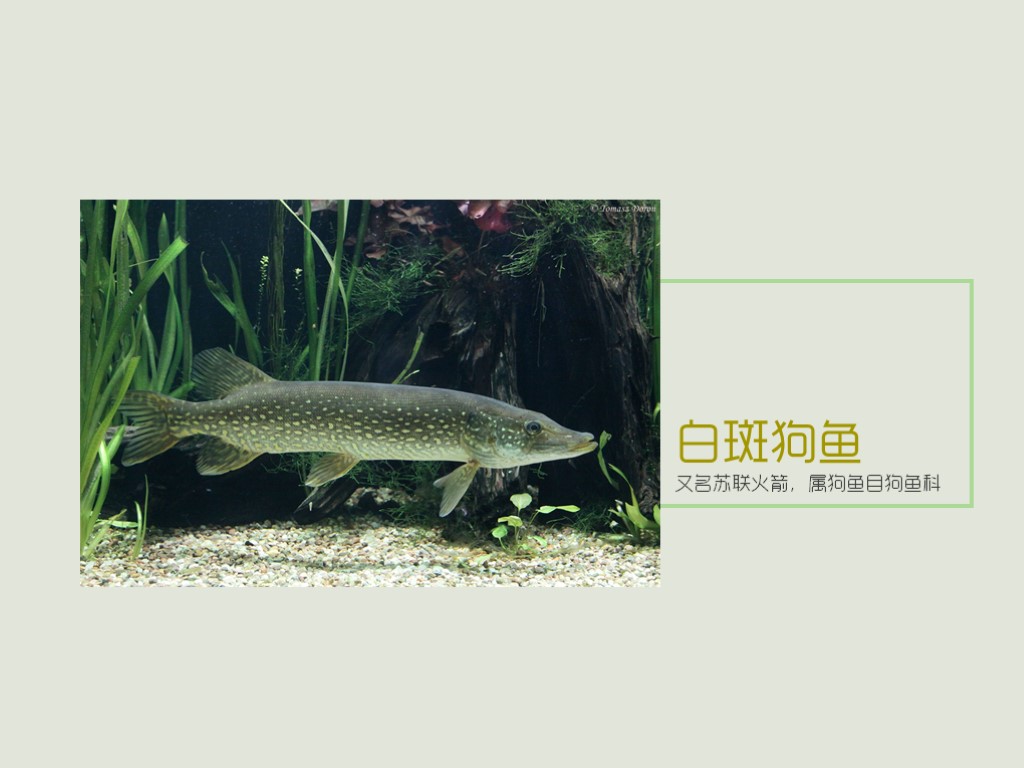 白斑狗鱼:为辐鳍鱼纲狗鱼目狗鱼科的其中一种