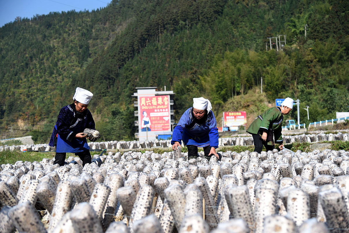 精准扶贫生态种植食用菌项目名称