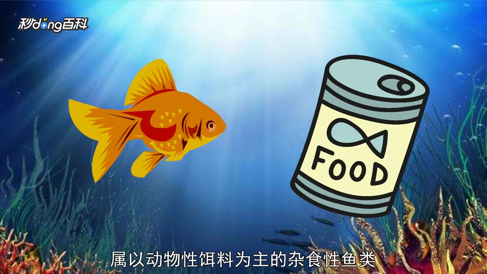 「秒懂百科」原来文金长这样