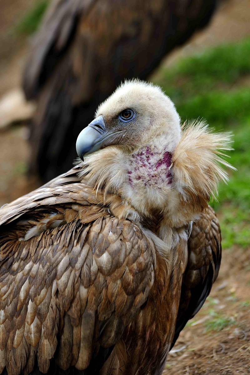 不如原神 是什么意思
