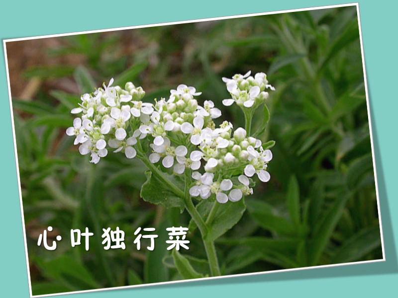 原来心叶独行菜长这样