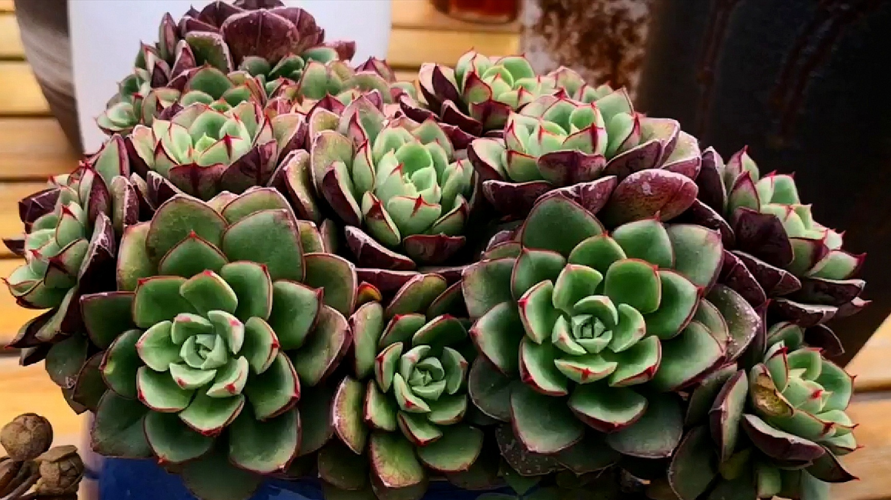 捧花一体的丹尼尔群生老桩,黑色玫瑰的既视感!