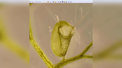 Z018 狸藻介绍 狸藻简笔画