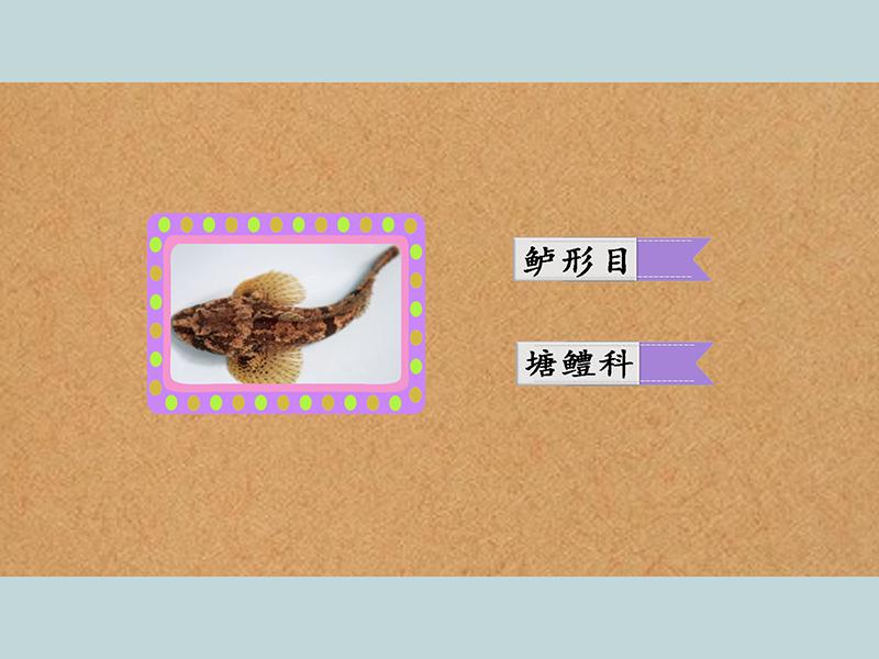 原来塘鳢鱼长这样