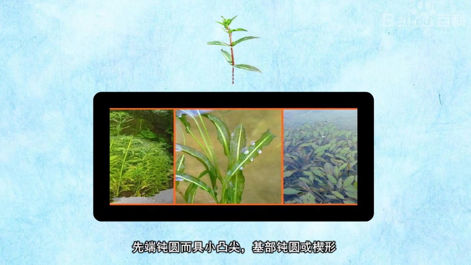 马来眼子菜