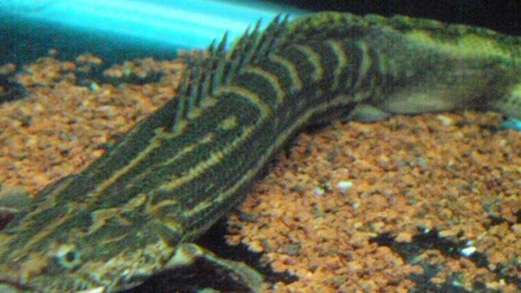 水族界的恐龙鱼 性情凶猛 从不挑食 就像鳄鱼一样