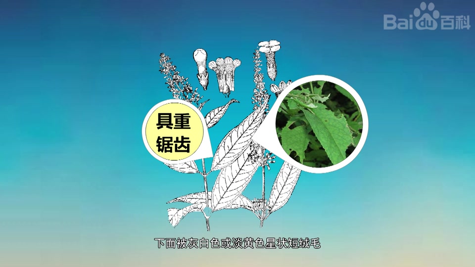 巴东醉鱼草