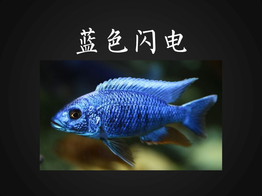 阿里鱼:极受欢迎的鱼种之一