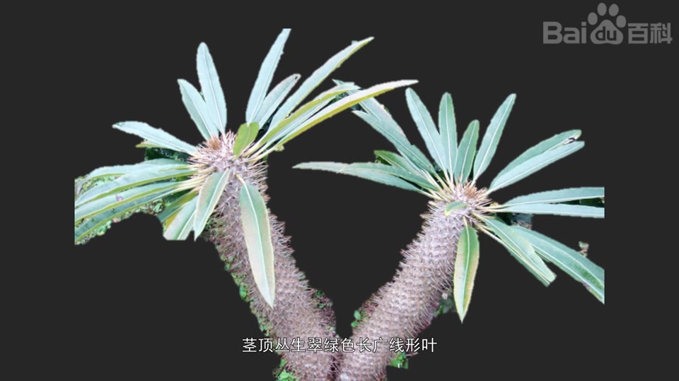 非洲霸王树