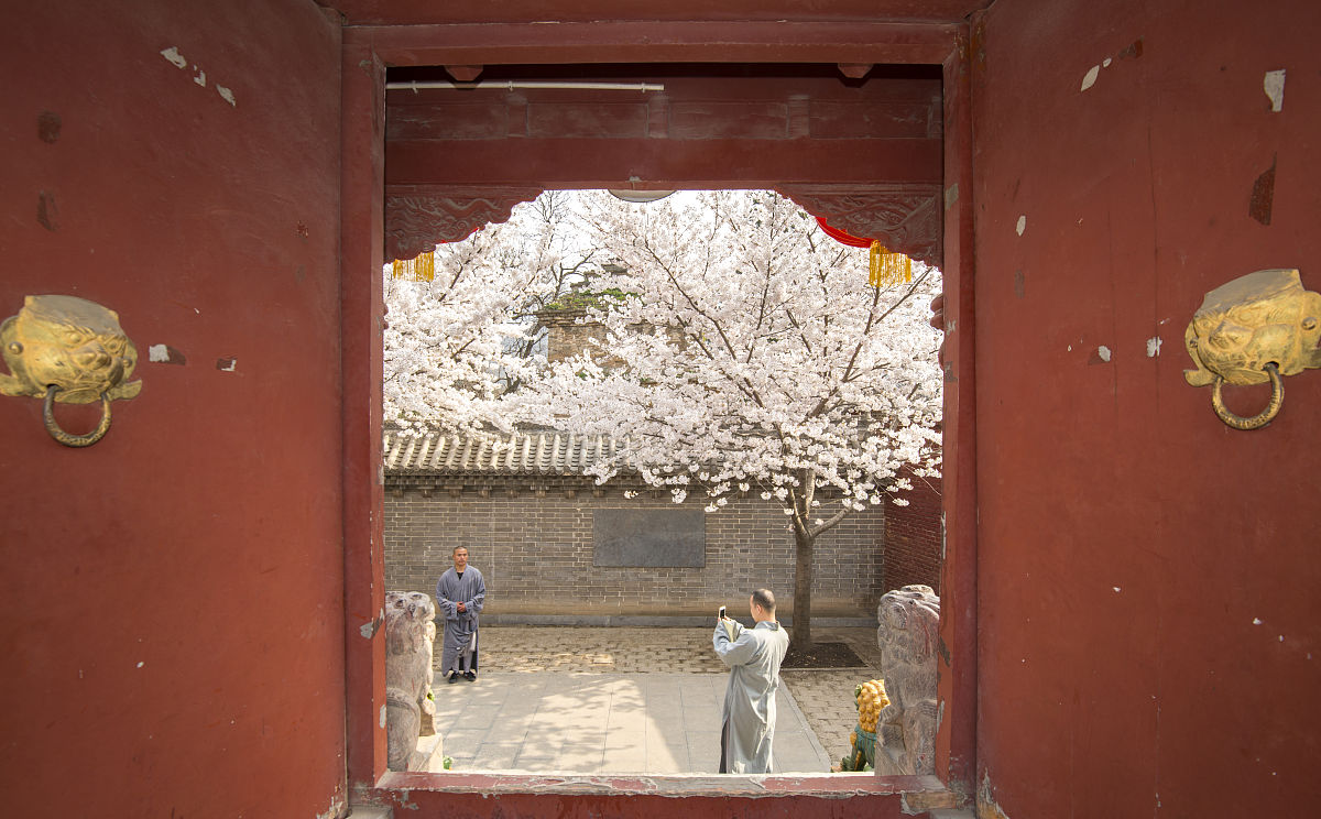 2019年3月28日下午,河南登封嵩山少林寺院内,几株樱花相继开放,煞是好