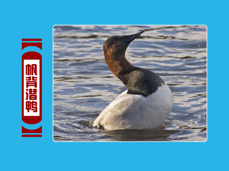 是一种大型的潜鸭