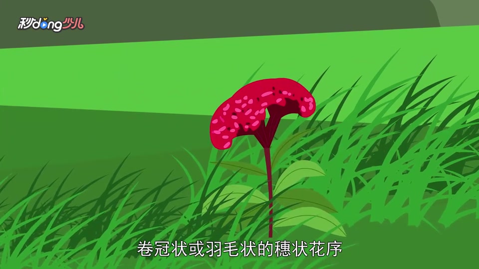 「秒懂少儿」青葙和鸡冠花的区分
