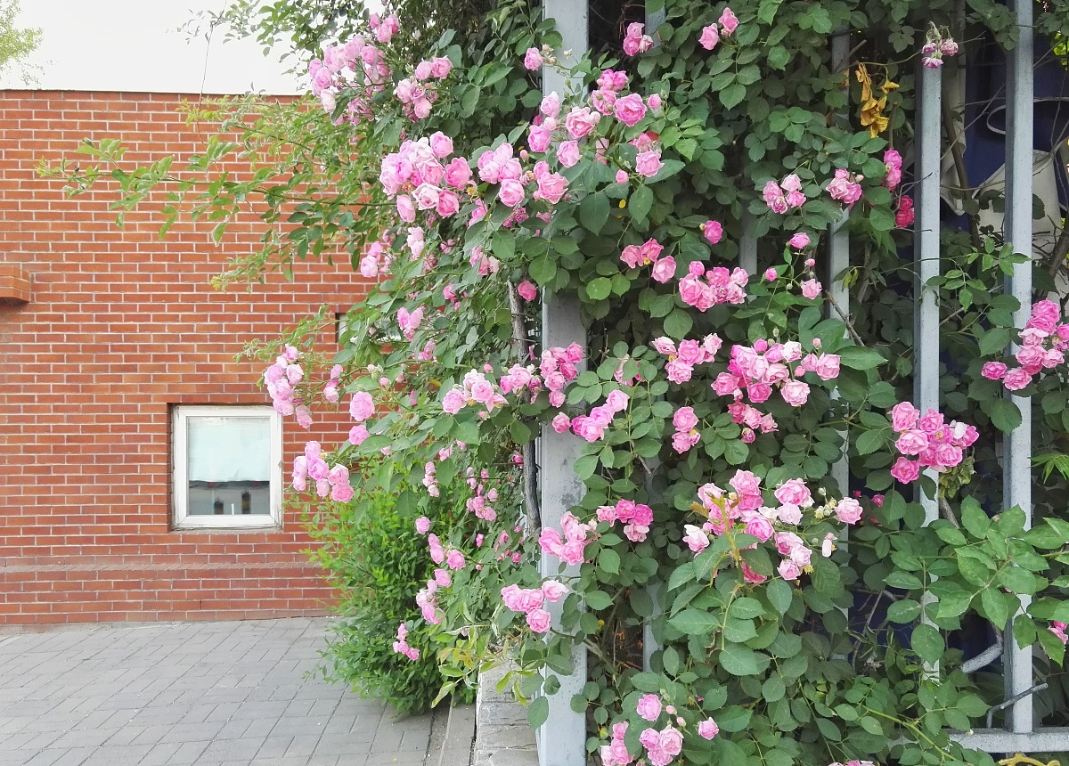 云南经贸外事学校2022年五年制大专招生简章 - 报考指南