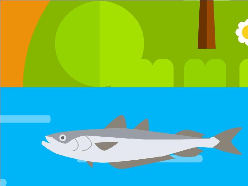 为什么美洲肺鱼很迟钝?