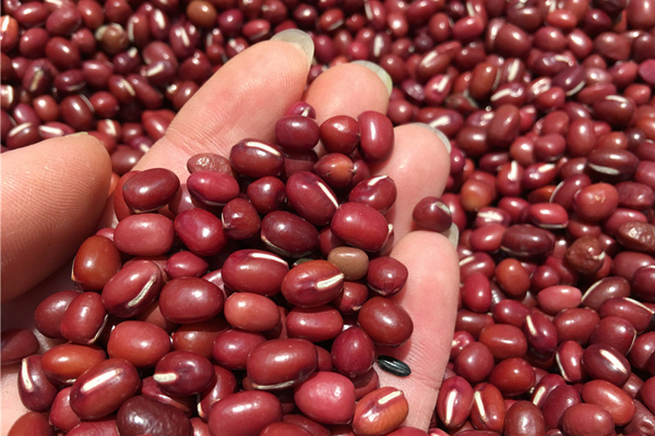 肥胖女人坚持吃这些,促进排便帮助瘦身,肚子上