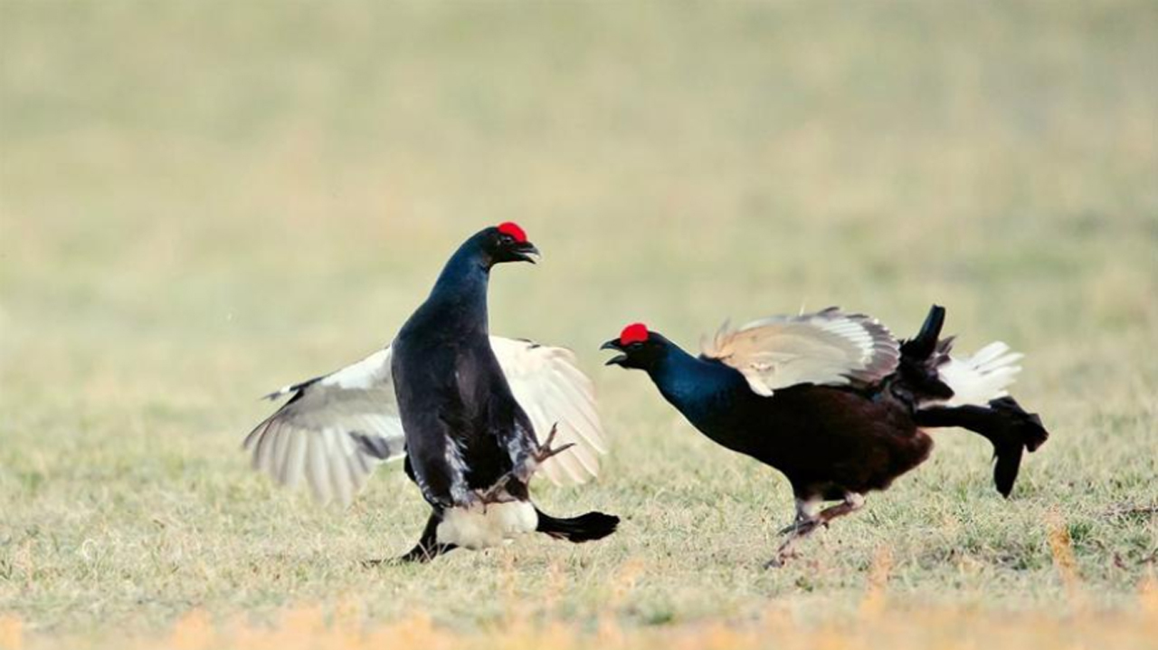 这种野鸡叫做“黑琴鸡”,东北有,你听过它的叫声吗?
