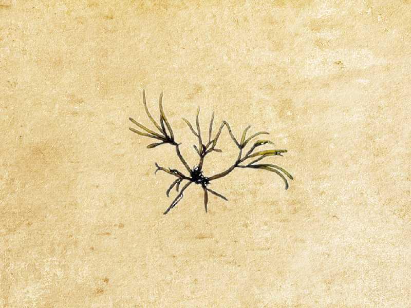 原来黑色串珠藻长这样