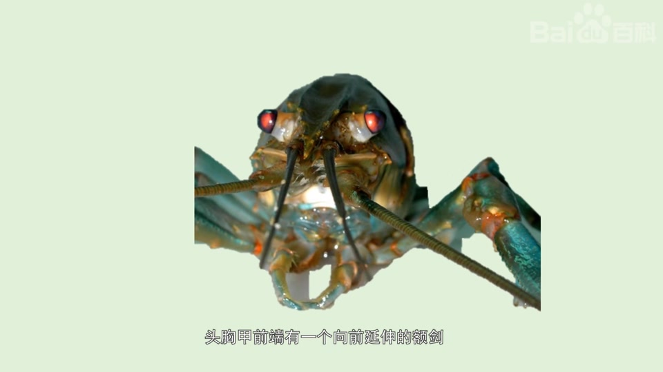 澳洲淡水龙虾