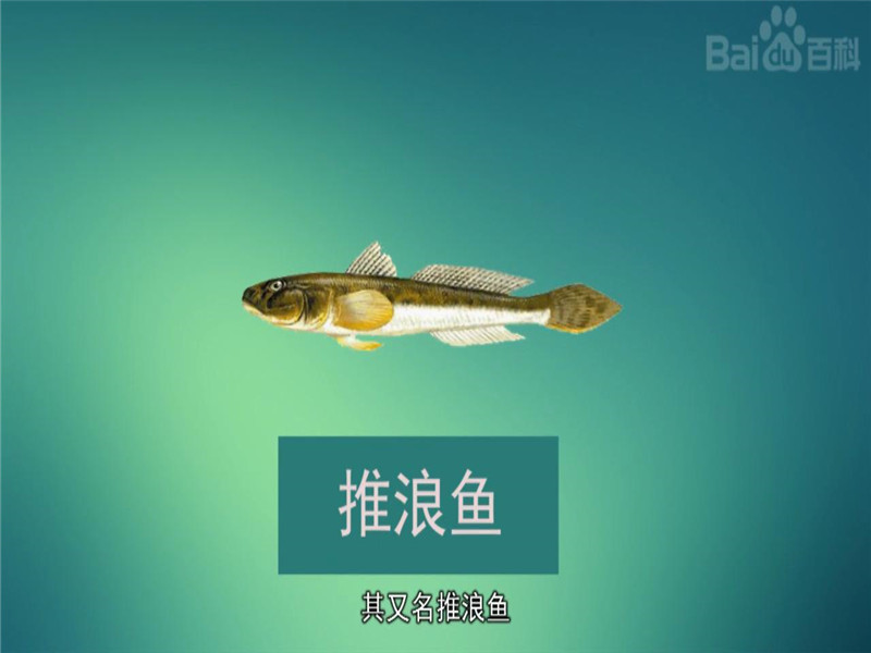 沙光鱼:多生长于黄海海域