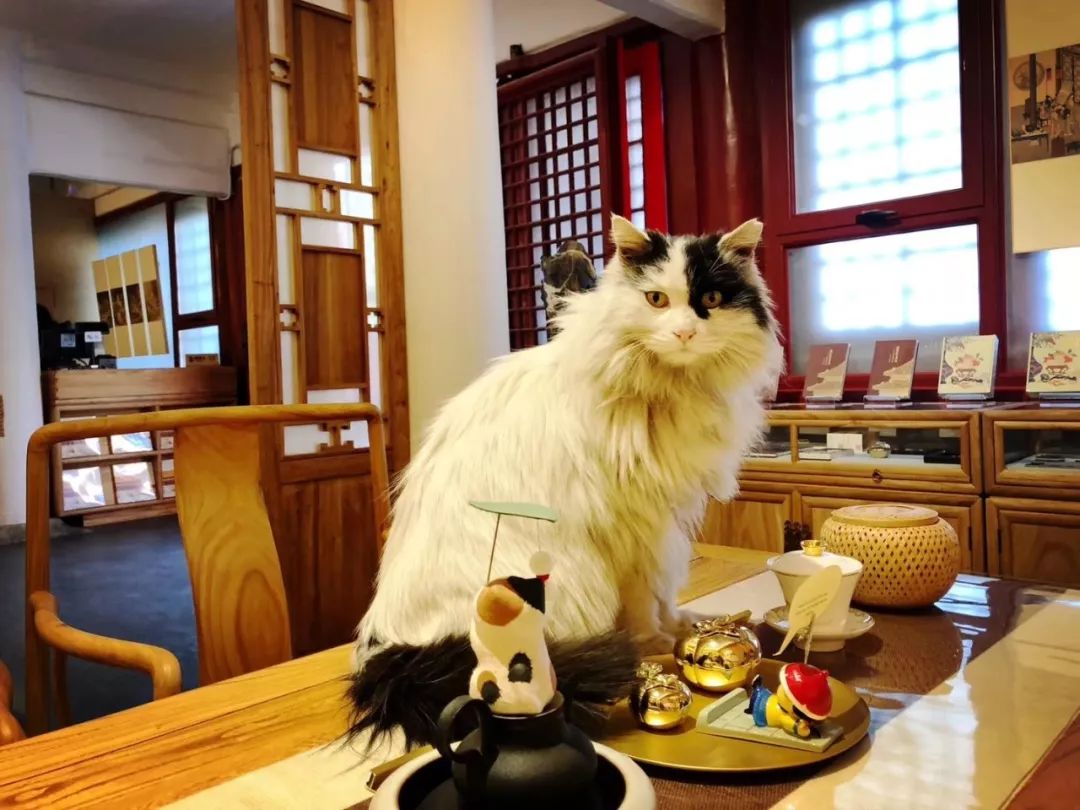 "猫咪咖啡书店"亮相南京 猫星人陪喝陪读 - 多角报道 - 咖啡新闻 - 国际咖啡品牌网