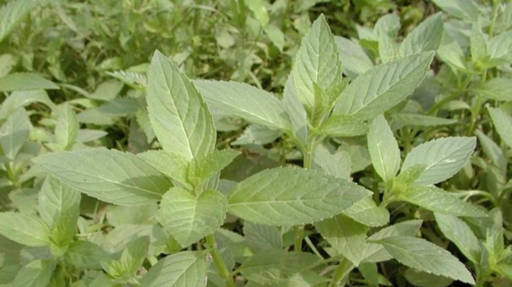 一分钟了解鱼香草