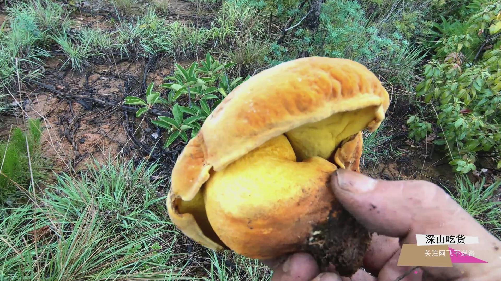 云南山里有多少毒蘑菇和奇怪的野生菌,山里走走就知道