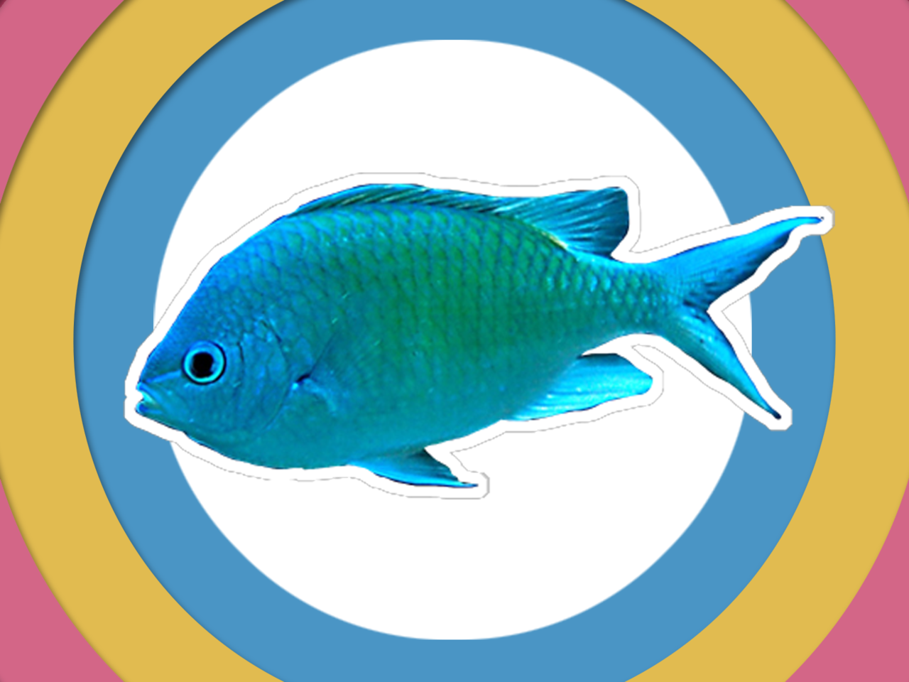 原来蓝绿光鳃雀鲷长这样