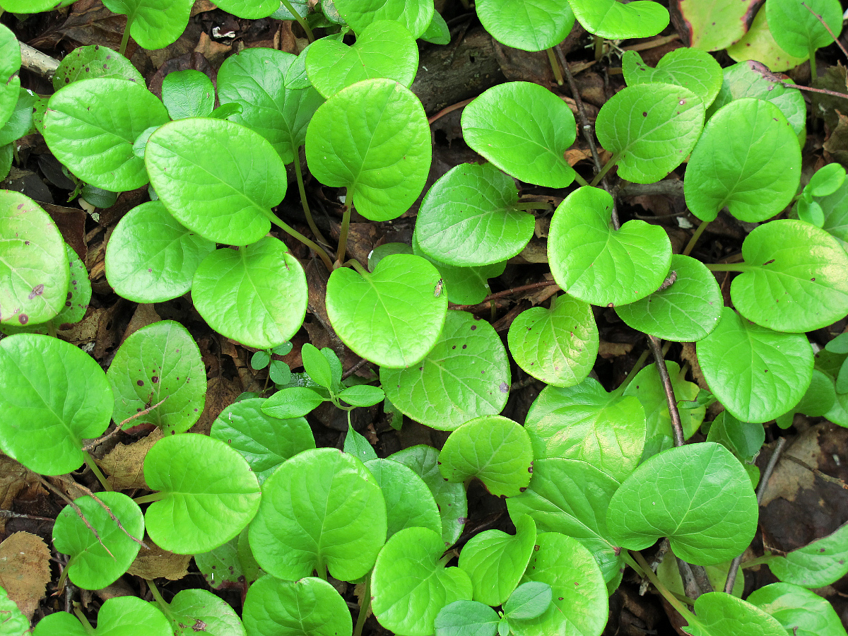 2014年6月-8月,黑龙江省大兴安岭地区,大兴安岭森林,野生药用植物,花