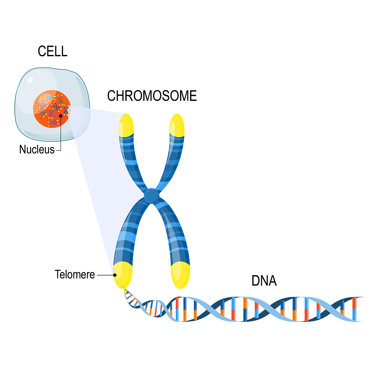 请问植物中转录因子结合位点怎么预测