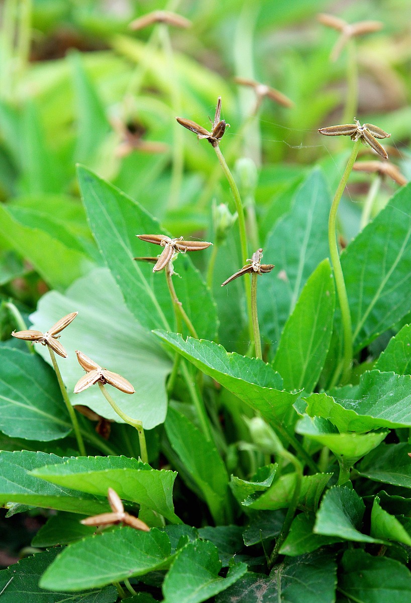 贵阳中科工程技工学校中药专业教学课程包含哪些