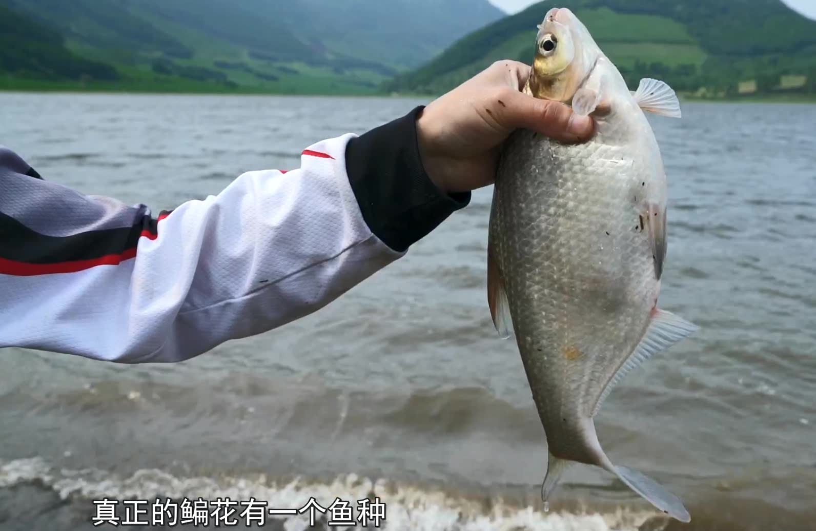 垂钓:东北的三花五罗,三花之一的鳊花鱼