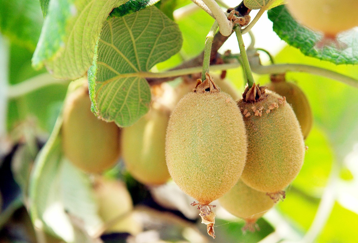 猕猴桃静电授粉器：提高产量、助力产业发展