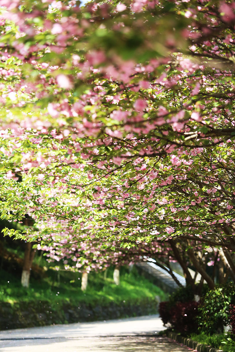 九江职业技术学院信息安全技术专业：课程设置与未来发展