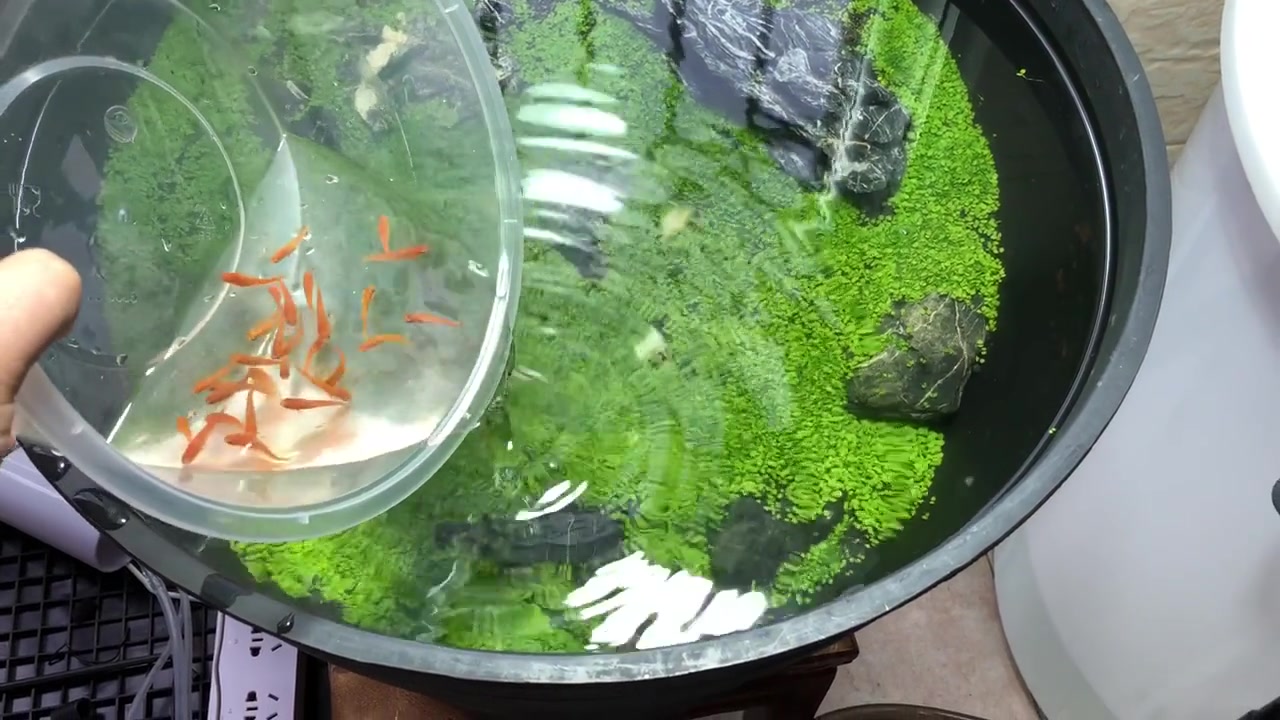 塑料大盆设计成鱼盆,但是你养这么小的鱼,是为了锻炼眼神吗?