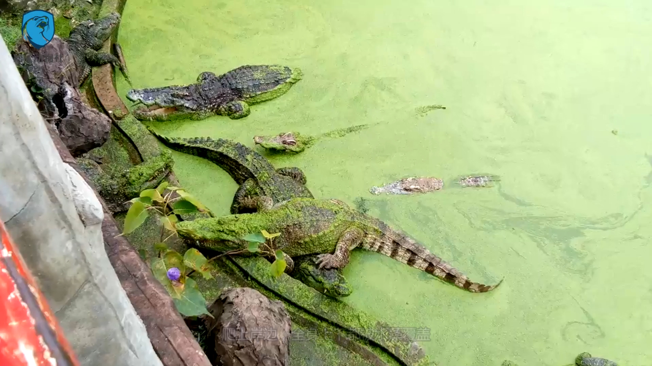 第一只绿色鳄鱼 原来不只是人会被绿,鳄鱼到底经历了什么
