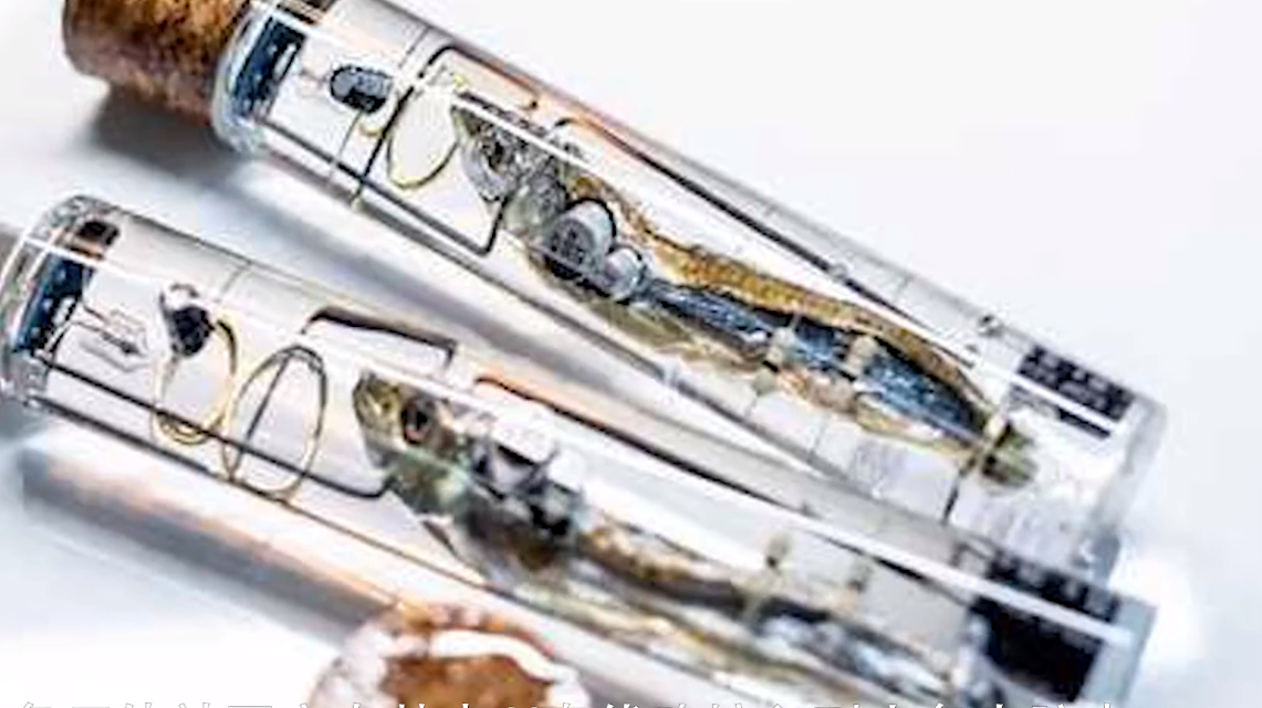 鱼大脑U盘是什么神仙科技?被专家拆穿!不过是骗局